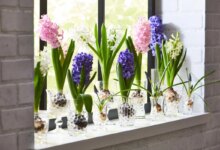 بهترین زمان کاشت گیاه سنبل در آب برای نوروز (2 نکته مهم)