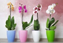 شش راز مهم برای نگهداری از ارکیده (2 نکته مهم)