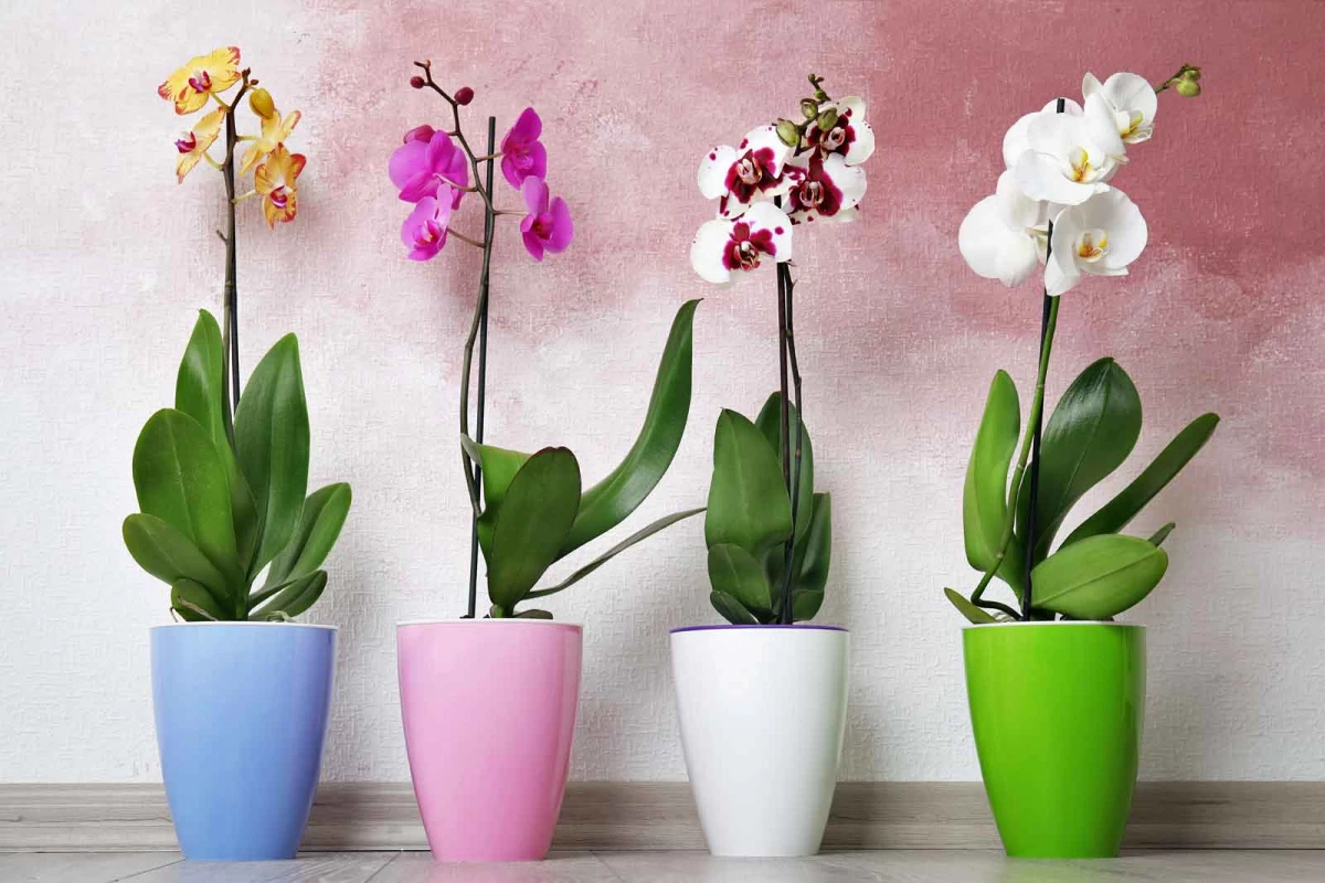 شش راز مهم برای نگهداری از ارکیده (2 نکته مهم) شش راز مهم برای نگهداری از ارکیده (2 نکته مهم)