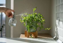 روش های تامین رطوبت در گیاهان آپارتمانی (2 نکته مهم)