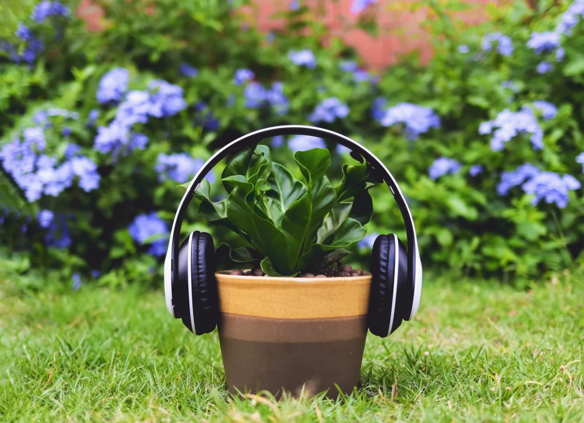 نگاهی به تاثیر موسیقی بر روی گیاهان (2 نکته مهم) نگاهی به تاثیر موسیقی بر روی گیاهان (2 نکته مهم)