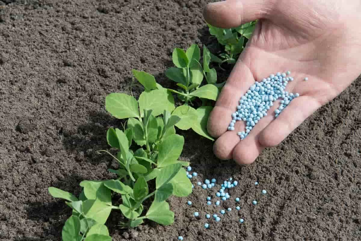 کود زاج سبز چیست و برای کدام گیاهان مناسب است؟ (2 نکته مهم) کود زاج سبز چیست و برای کدام گیاهان مناسب است؟ (2 نکته مهم)