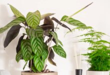 برخی ازمشکلات گیاهان زینتی و راه کار رفع آن ها (2 نکته مهم)