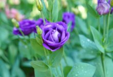 روش کاشت گیاه لیسیانتوس از طریق بذر و قلمه (2 نکته مهم)