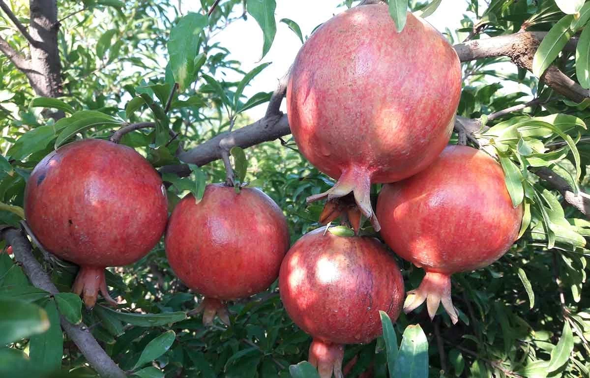 4 علت ترک خوردن انار روی درخت (2 نکته مهم) 4 علت ترک خوردن انار روی درخت (2 نکته مهم)