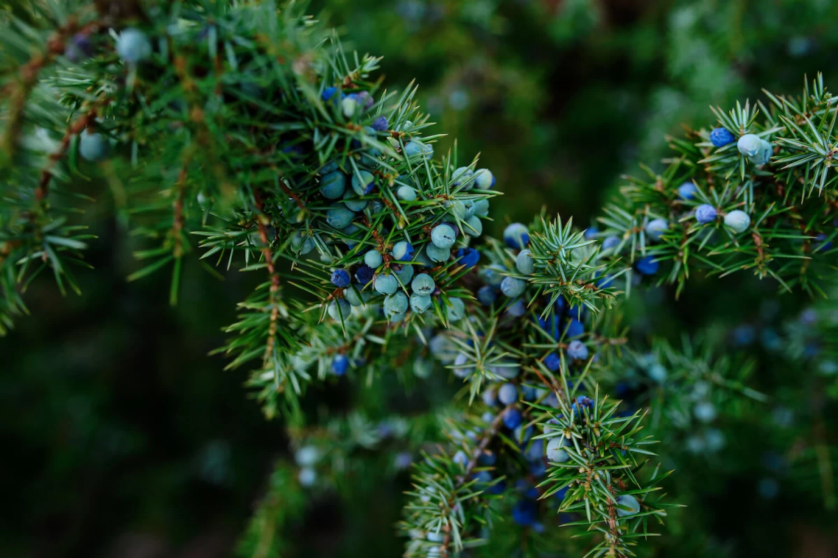 خاک مناسب برای نگهداری سرو زینتی جونی پروس (2 نکته مهم) خاک مناسب برای نگهداری سرو زینتی جونی پروس (2 نکته مهم)