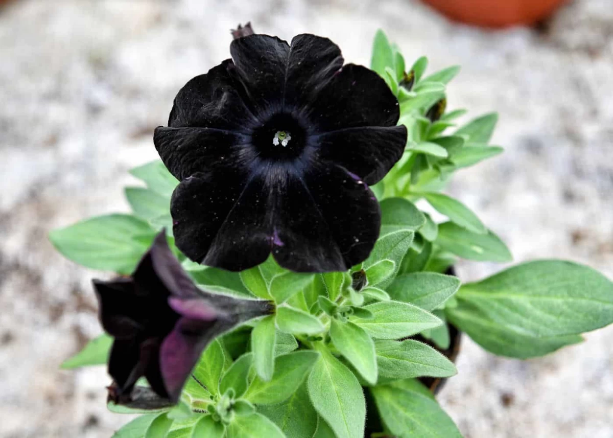 مشخصات گل پتونیا یا اطلسی سیاه (سیاه ترین گل جهان) (2 نکته مهم) مشخصات گل پتونیا یا اطلسی سیاه (سیاه ترین گل جهان) (2 نکته مهم)