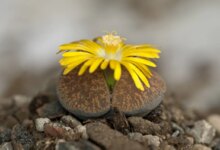اقدامات لازم برای جلوگیری از پوسیدگی گیاه لیتوپس (2 نکته مهم)