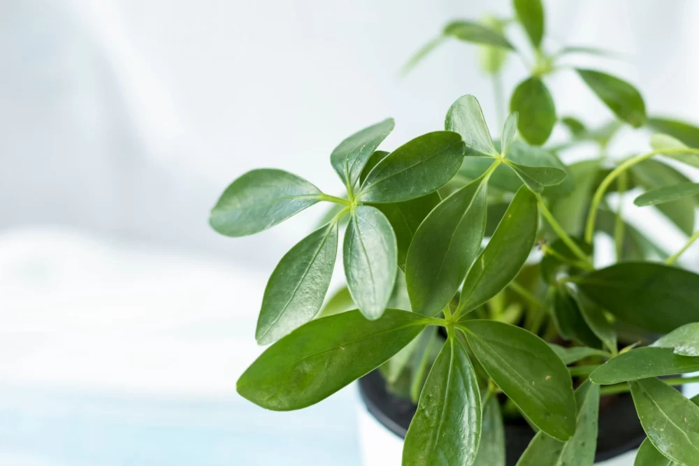 نکاتی برای تکثیر گیاه شفلرا