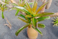 علت سوختگی و سیاه شدن برگهای بالایی نخل ماداگاسکار (2 نکته مهم)