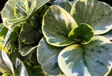 اصول اولیه برای نگهداری و تکثیر گیاه پپرومیا قاشقی (2 نکته مهم)