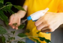 آیا رطوبت برای گیاهان خوبه؟ (2 نکته مهم)