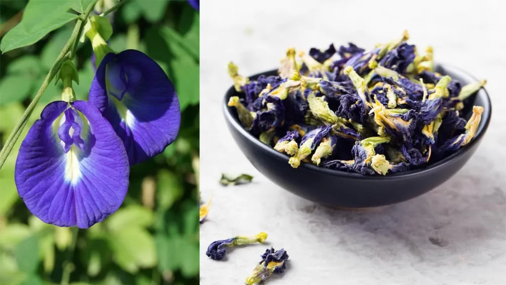 پرورش و نگهداری از گل نخود پروانه&zwnj;ای