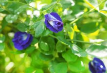 با روش تکثیر گل نخود پروانه ای آشنا شوید ! (2 نکته مهم)