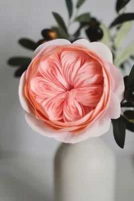 گل رز ژولیت