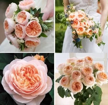 رز ژولیت چیست