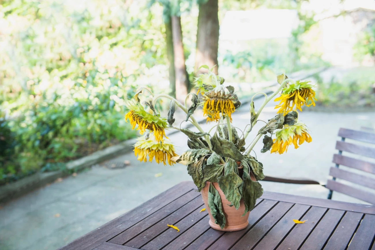 علائم پژمردگی آوندی گیاهان