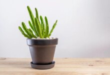 پرورش و تکثیر کاکتوس قورباغه ای یا استاپلیا (2 نکته مهم)