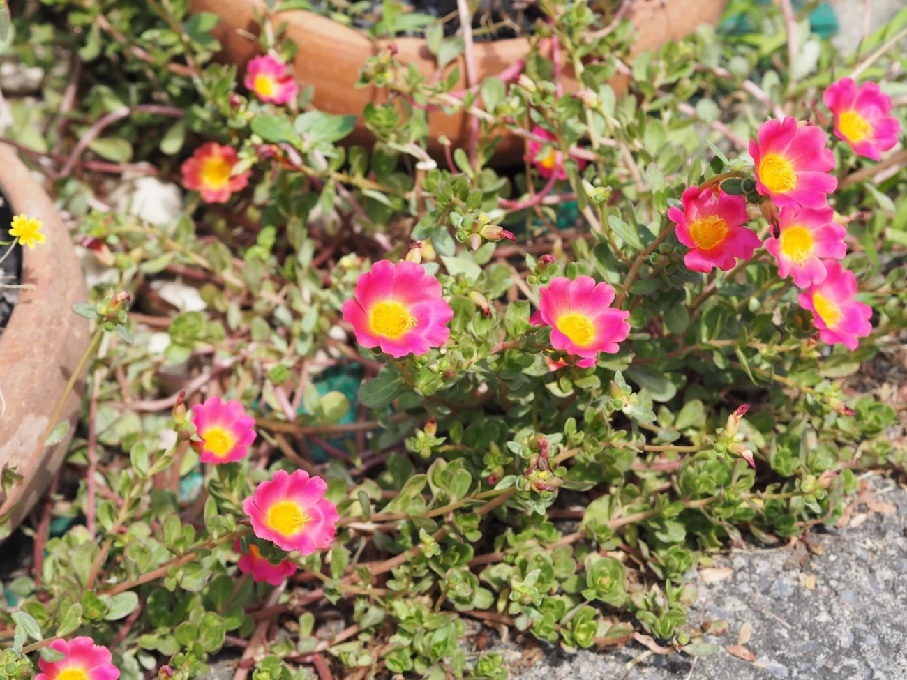 چگونگی کاشت و نگهداری از گیاه خرفه در گلدان (2 نکته مهم)