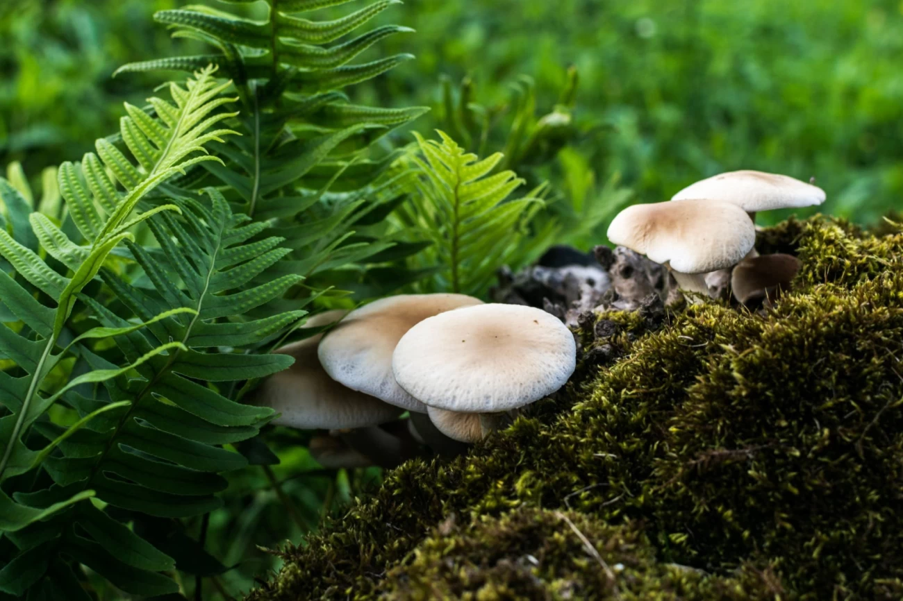 آموزش پرورش قارچ