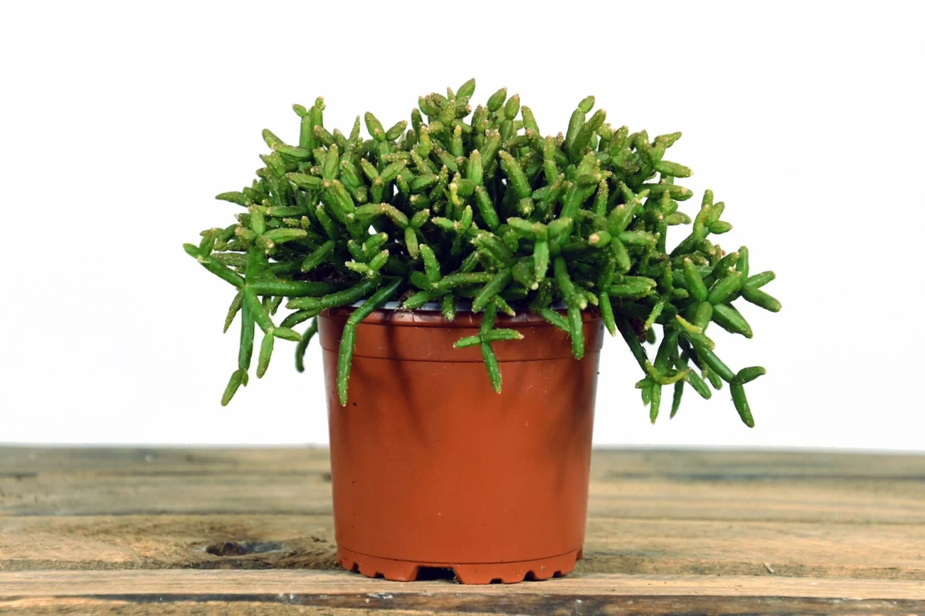 نکات لازم برای مراقبت از کاکتوس تاج یا ربوتیا (2 نکته مهم) نکات لازم برای مراقبت از کاکتوس تاج یا ربوتیا (2 نکته مهم)