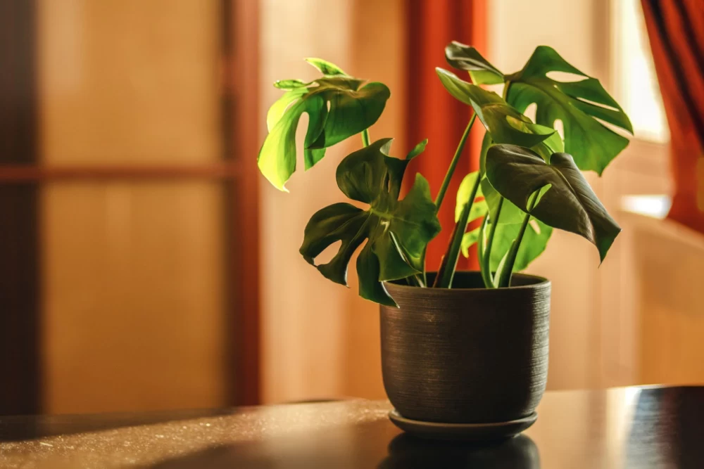 نحوه استفاده از آب برنج برای گیاهان