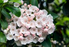 پرورش گیاه کالمیا لاتیفولیا، گیاهی زیبا ولی سمی (2 نکته مهم)