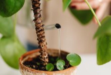 نکات کلیدی برای تکثیر گیاه از طریق پاجوش (2 نکته مهم)
