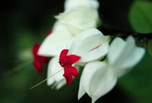 شرایط ایده آل برای نگهداری از گل کلرودندرون یا پیچ معین التجار (2 نکته مهم)