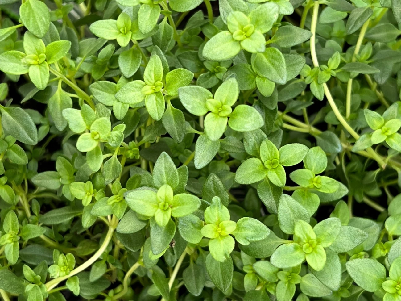 تکثیر کاشت آویشن