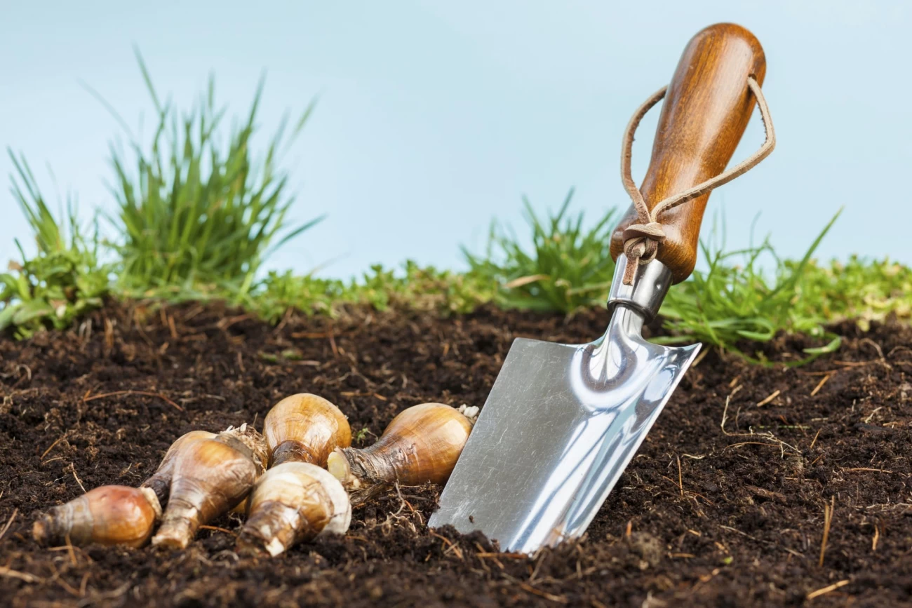 چه شرایطی برای کاشت پیاز نرگس مناسب است؟