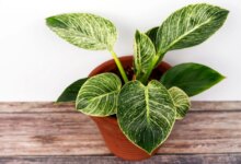 راهنمای کاشت فیلودندرون برکین و تشخیص نوع آفت این گیاه (2 نکته مهم)