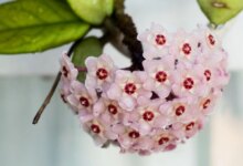 هر آنچه لازم است برای تکثیر و نگهداری از گیاه طناب هندو بدانید ! (2 نکته مهم)
