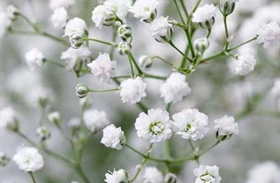 نحوه کاشت و نگهداری ژیپسوفیلا