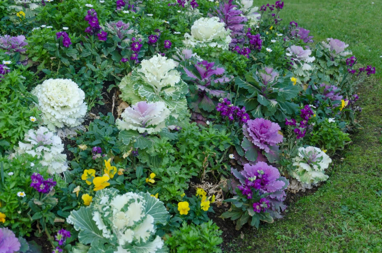 نیازها و شرایط لازم برای کاشت و نگهداری از کلم زینتی (2 نکته مهم) نیازها و شرایط لازم برای کاشت و نگهداری از کلم زینتی (2 نکته مهم)