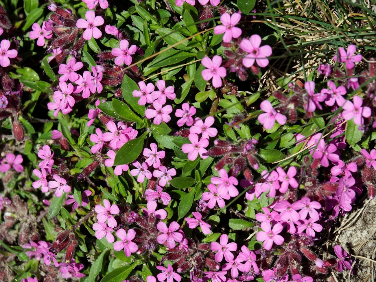 خواص بی نظیر گیاه صابونی