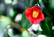 نکات مهم برای نگهداری و پرورش گل چای زینتی در خانه (2 نکته مهم)