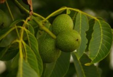 آموزش کاشت گردو در گلدان مرحله به مرحله (2 نکته مهم)