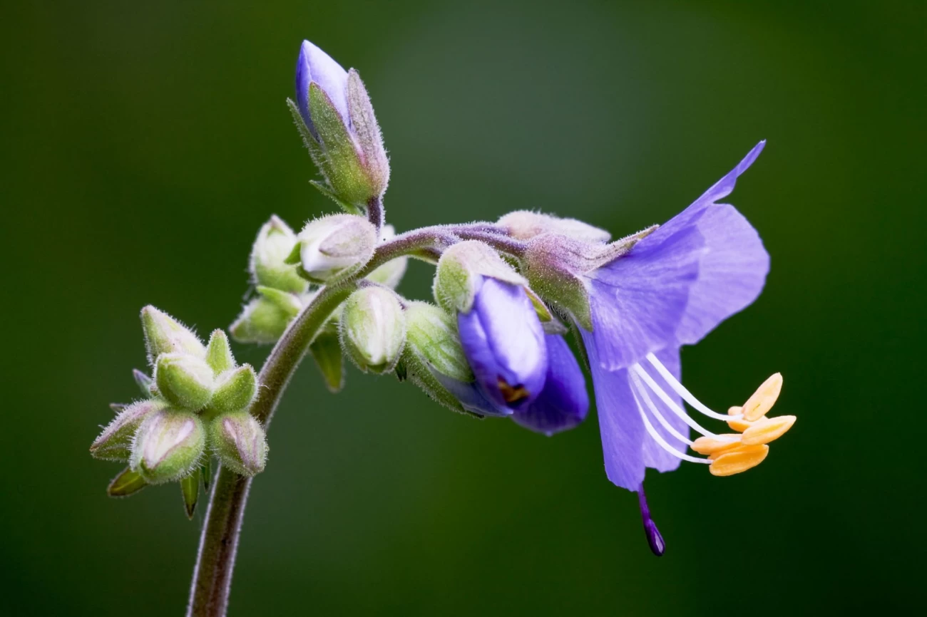 دستورالعمل نگهداری و پرورش گل آتشین (نردبان یعقوب) (2 نکته مهم)