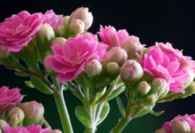 3 روش برای تکثیر گل کالونا (گیاه کالانکوا) (2 نکته مهم)