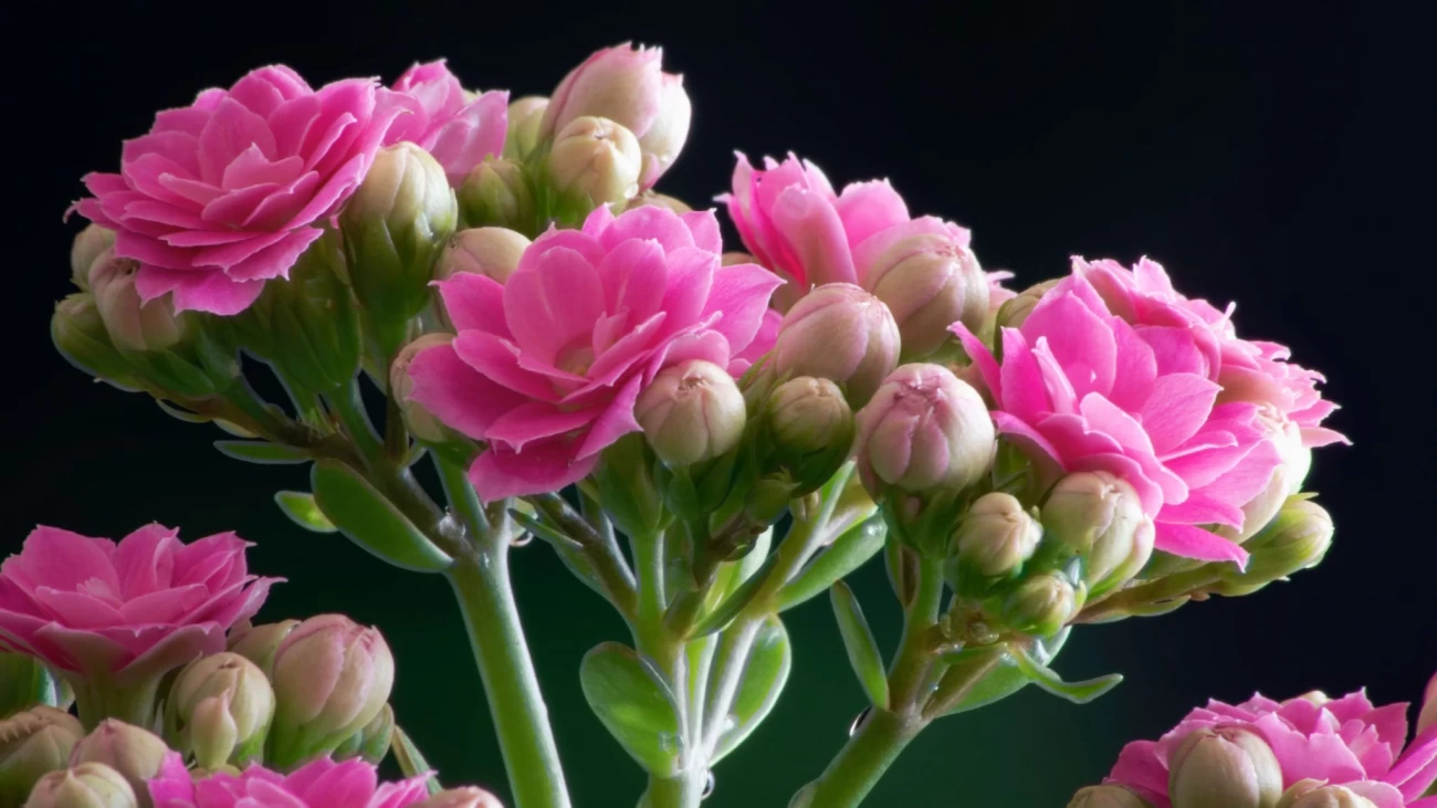 3 روش برای تکثیر گل کالونا (گیاه کالانکوا) (2 نکته مهم)