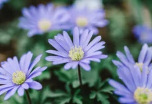 زمان و نحوه کاشت گل شقایق نعمانی (آنمون) (2 نکته مهم)