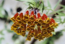 تمام روش های تکثیر و نگهداری از گل بواردیا (2 نکته مهم)