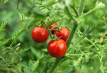 آموزش کاشت گوجه خوشه ای از طریق بذر (2 نکته مهم)