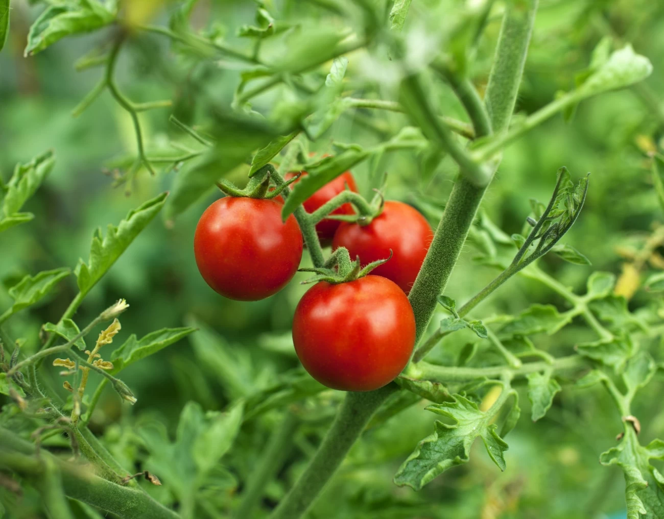 آموزش کاشت گوجه خوشه ای از طریق بذر (2 نکته مهم)