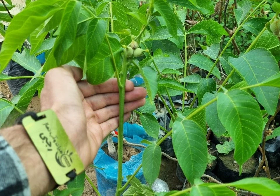 امکان کاشت ۵ نهال برتر دنیا در هر فصلی با خرید نهال گلدانی (2 نکته مهم)