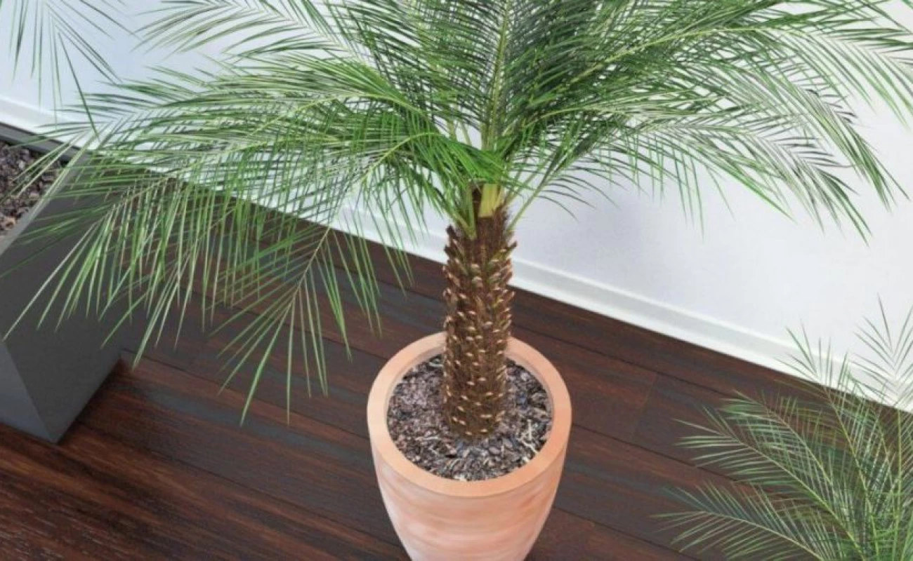 مراقبت از نخل اریکا