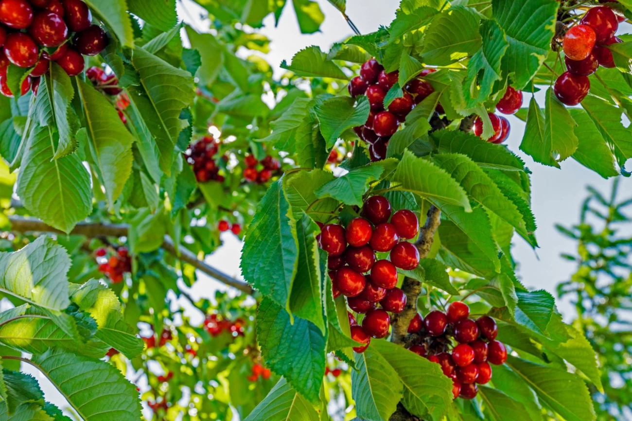 بهترین کود برای درخت آلبالو : هر آنچه از تقویت آلبالو باید بدانید ! (2 نکته مهم)