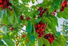 بهترین کود برای درخت آلبالو : هر آنچه از تقویت آلبالو باید بدانید ! (2 نکته مهم)