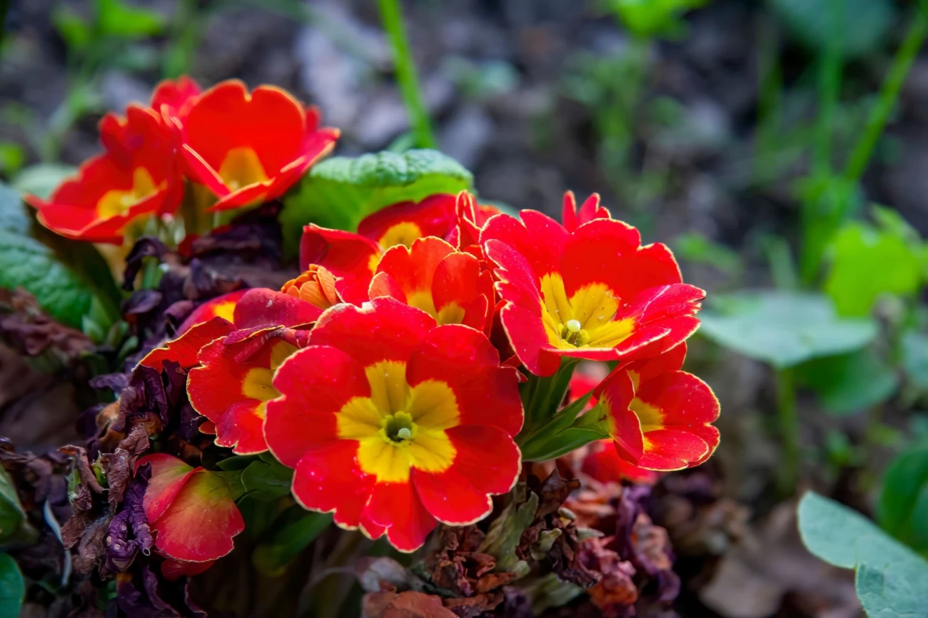 Pomchal flower